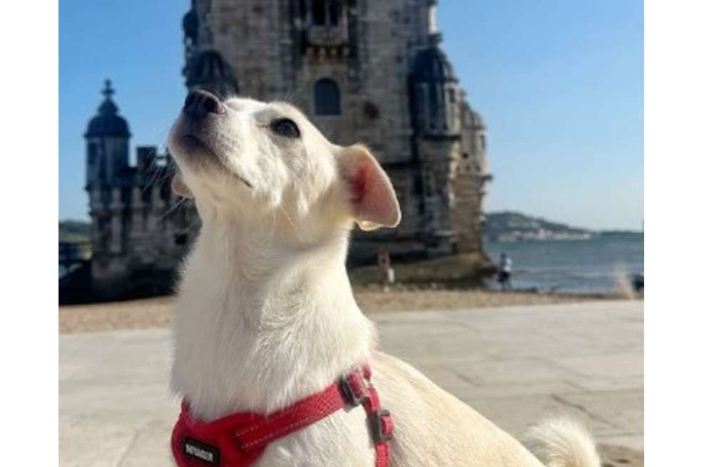 Viajar con un perro no es sencillo, y Borngesser reconoce que implica múltiples desafíos: desde buscar rutas que permitan animales en cabina hasta cumplir con los estrictos requisitos sanitarios de cada país.