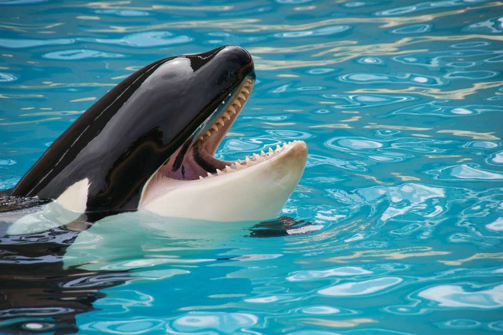 Orca. Foto de referencia. / Pixabay