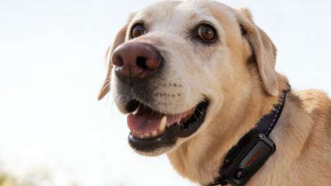 Tecnología para mascotas: así funcionan los collares inteligentes para perros con GPS e IA