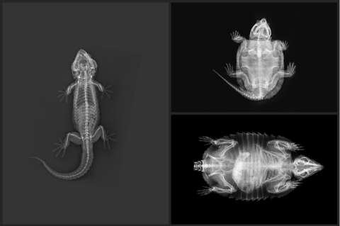 Las radiografías de los animales más curiosos del zoológico de Londres