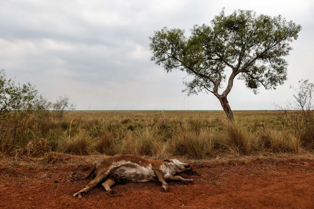 -FOTODELDIA- ATENCIÓN EDITORES: CONTENIDO GRÁFICO EXPLÍCITO - AME7726. CORRIENTES (ARGENTINA), 23/02/2022.- Un animal yace muerto debido a la sequía, el 22 de febrero de 2022, en un sector afectado por incendios que consumen grandes áreas del territorio de la provincia de Corrientes (Argentina). Los incendios de la provincia argentina de Corrientes (noreste) llevan varias semanas arrasando todo a su paso, hasta el punto de calcinar el 40 % de la superficie del Parque Nacional del Iberá, hogar de humedales, pastizales y bosques nativos que afrontan pérdidas "incalculables" sobre su biodiversidad como consecuencia del fuego. EFE/ Juan Ignacio Roncoroni
