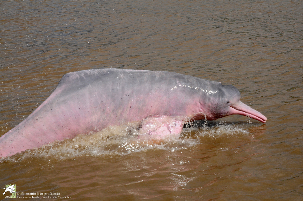 Los delfines rosados (Inia geoffrensis) son una de las seis especies que se encuentran en el mundo.