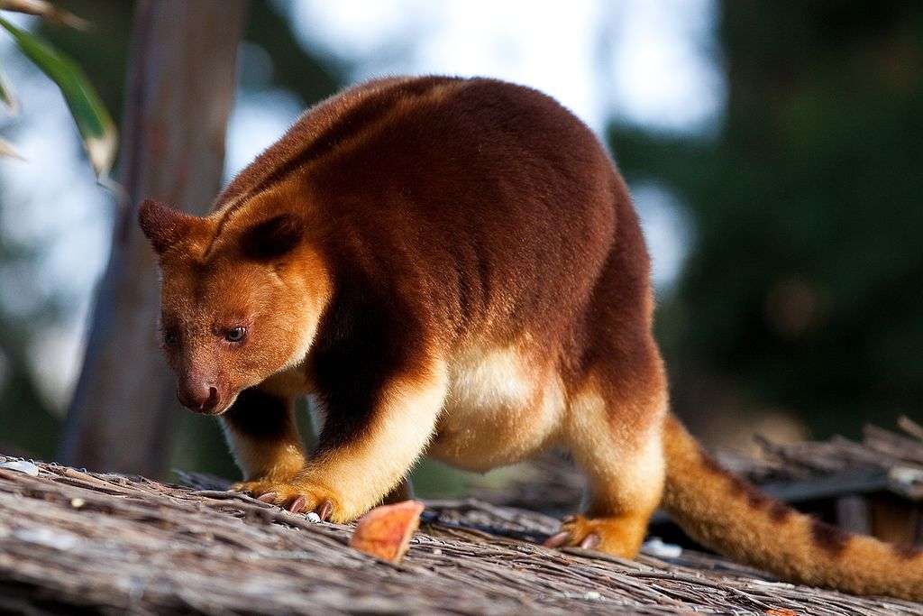 Canguro arbóreo de Queensland