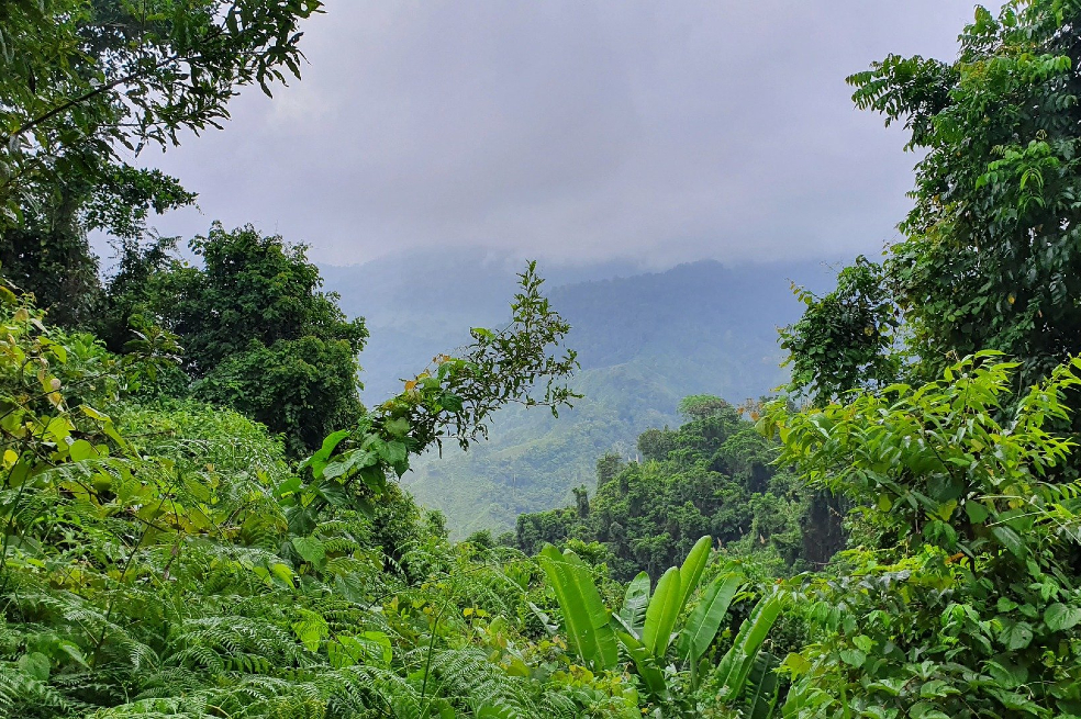 El Nudo del Paramillo es uno de los lugares más intrincados de la realidad colombiana. En su sistema montañoso palpitan las contradicciones de la cordillera central andina, los bosques del Urabá y las planicies hacendadas de la costa caribe.