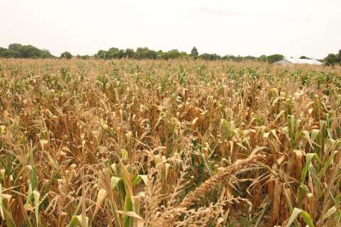¿Cómo afecta el fenómeno de El Niño a la economía en Colombia?