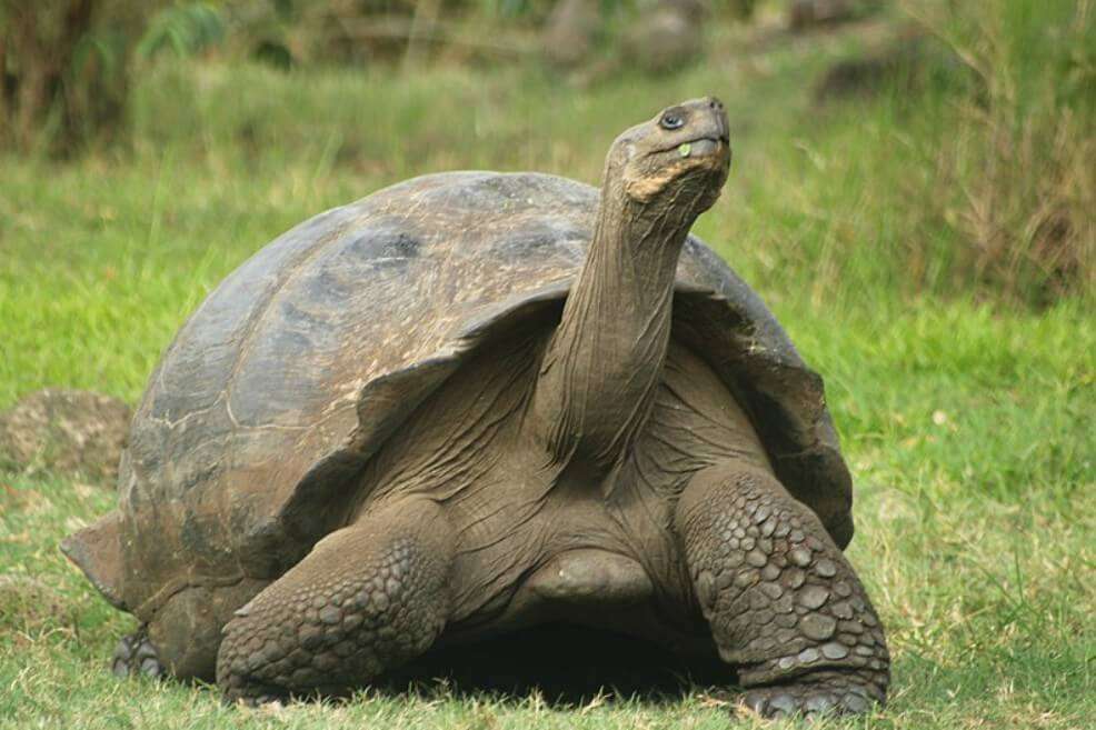 Imagen de una tortuga de las Islas Galápagos. / Wikimedia - Creative commons - AnuPrieto