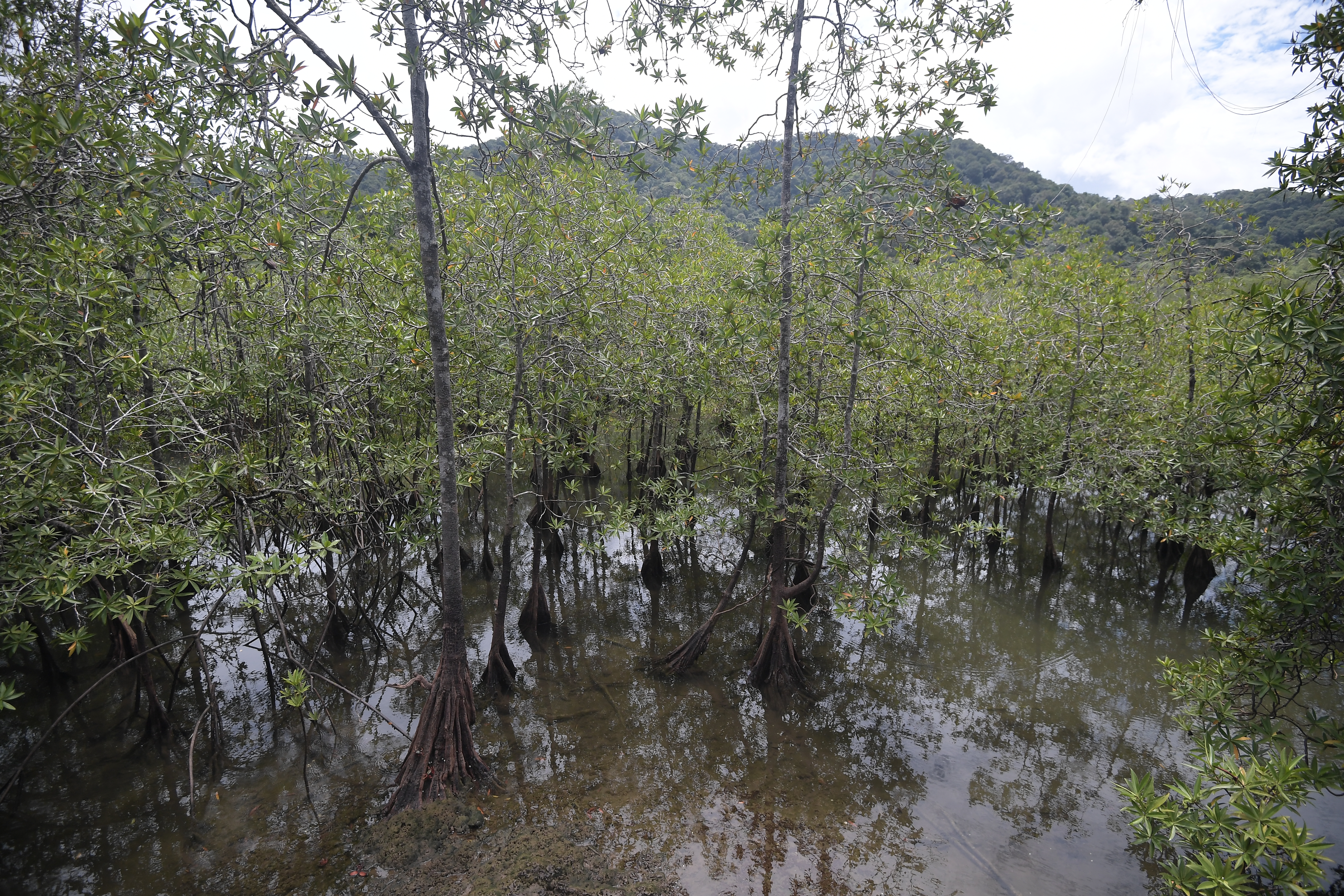 Parque con bosque húmedo tropical, estuarios, manglares, biodiversidad de flora y fauna, ubicado en el municipio de Nuquí, Chocó.