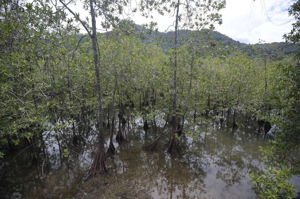 Parque con bosque húmedo tropical, estuarios, manglares, biodiversidad de flora y fauna, ubicado en el municipio de Nuquí, Chocó.