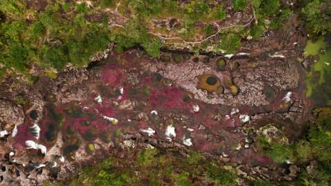 Caño Cristales abre de nuevo las puertas al público este 16 de junio