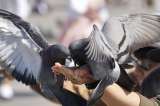 Distrito prohibe la venta de maíz para alimentar palomas en la Plaza de Bolívar