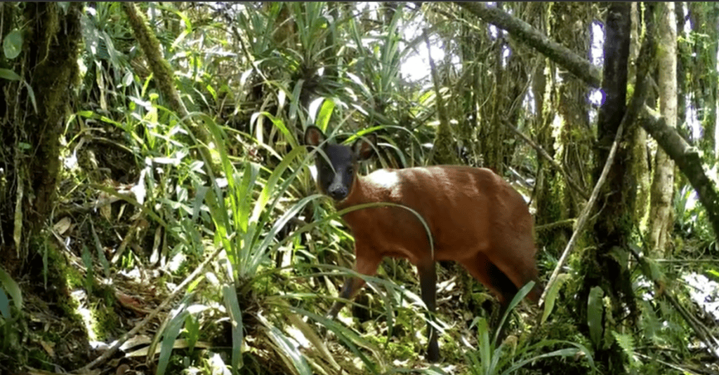 El venado de páramo ("Mazama rufina") habita en los Andes, entre Colombia y Ecuador.