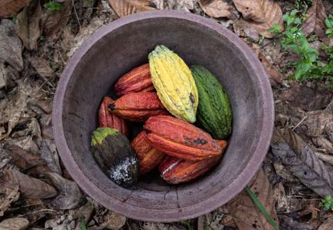 Un grano con futuro: el panorama de la producción del cacao en Colombia
