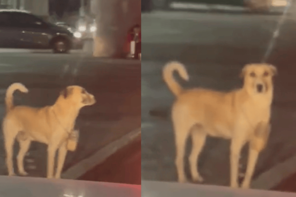 Perrito solo
