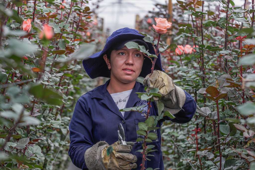 ACOMPAÑA CRÓNICA: COLOMBIA FLORES BOG400. BOGOTÁ (COLOMBIA), 03/02/2025.- Fotografía del 31 de enero del 2025 de una mujer trabajando en la recolección de rosas, en el cultivo de Flores de los Andes en Bogotá (Colombia). Los productores de flores de Colombia respiran más tranquilos porque podrán seguir exportando sin aranceles 900 millones de tallos a Estados Unidos, un mercado que llegó a estar en riesgo por las disputas entre los presidentes de los dos países en vísperas de San Valentín, la festividad estadounidense más romántica del año. EFE/ Carlos Ortega