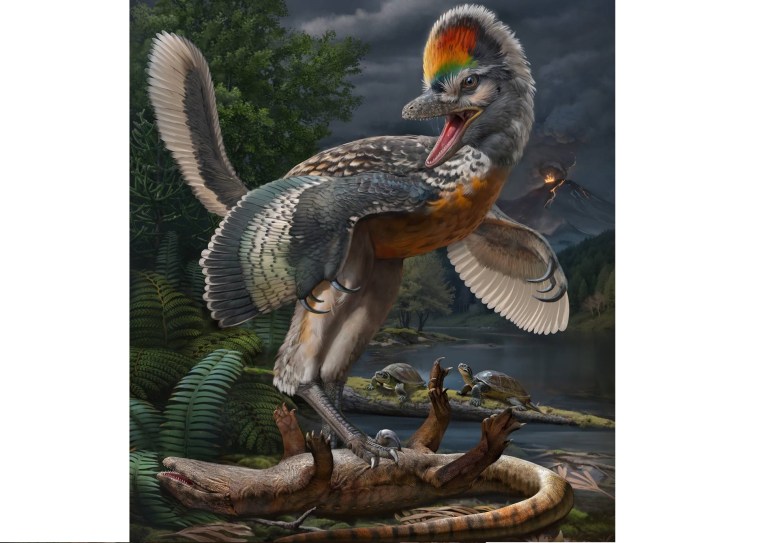 El fósil de una nueva especie que ayudaría a resolver uno de los misterios sobre las aves