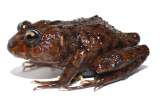 Hallada una nueva especie de anfibio en Ecuador