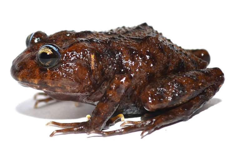 Hallada una nueva especie de anfibio en Ecuador