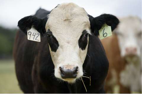 Venezuela cierra frontera a comercio de animales con Colombia por fiebre aftosa
