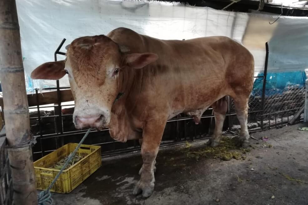 "Lagrimón", el toro del "Tino" Asprirlla. / Cortesía.