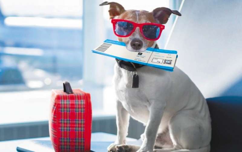 Si vas a viajar, debes saber qué necesita tu perro en el destino.