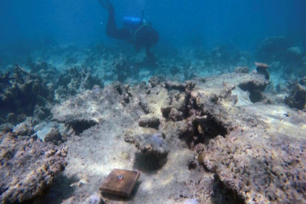 Corales de la Gran Barrera, en el noreste de país oceánico. / EFE/Universidad James Cook/Gergely Torda