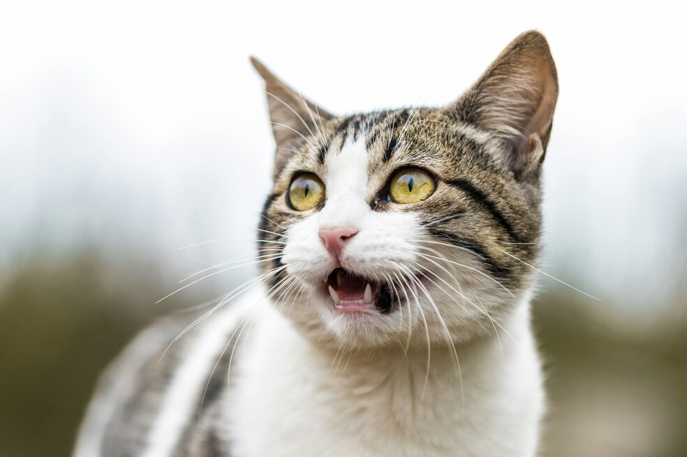 Gato asustadizo