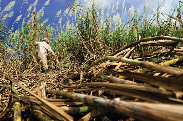 Colombia reconstruye el genoma de su principal variedad de caña de azúcar