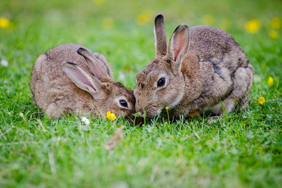 Dove prohibirá las pruebas en animales a partir del año 2019. / Pixabay