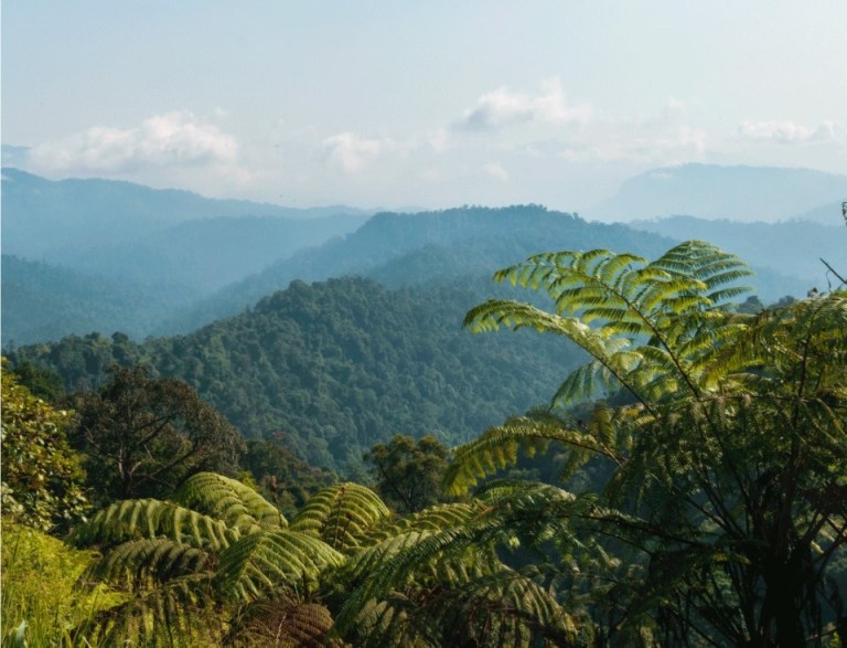 Ser carbono neutro para construir un futuro más verde