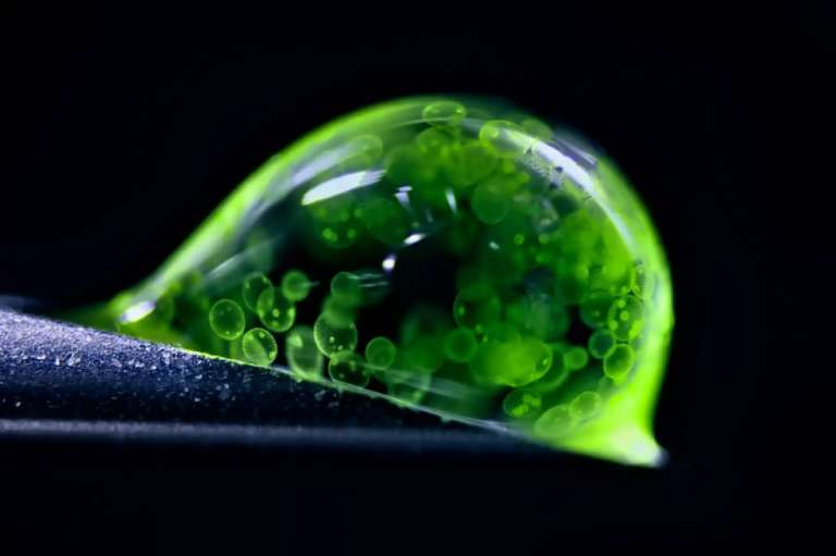 Dr. Jan Rosenboom ocupó el segundo lugar del concurso. En su fotografía se observan a unas algas coloniales (Volvox) sobre una gota de agua. Estas son un género de algas verdes que forman colonias esféricas de hasta 50.000 células.