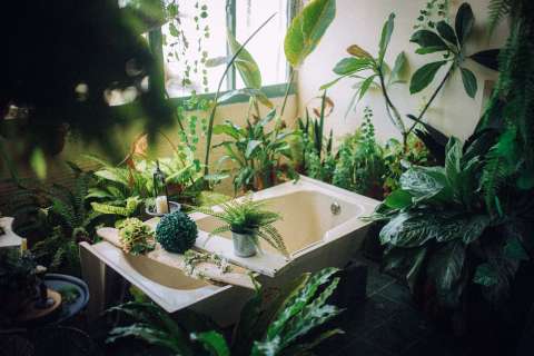 ¿Hotel para plantas? Así funciona esta guardería que marca tendencia en Bogotá