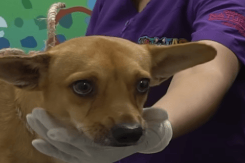 Video: amarran a perro en un poste de luz por hacer sus necesidades cerca de una casa