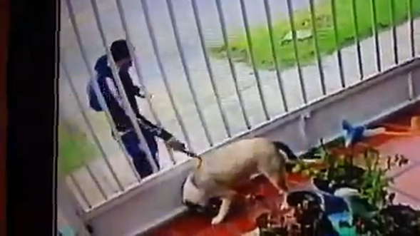 Con sustancia desconocida fue atacado un perro que estaba en su casa, en Bogotá
