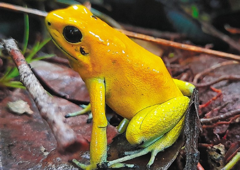 La rana más venenosa del mundo que protege a indígenas colombianos
