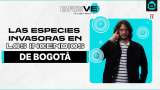 Las especies invasoras propagan el fuego en los cerros de Bogotá