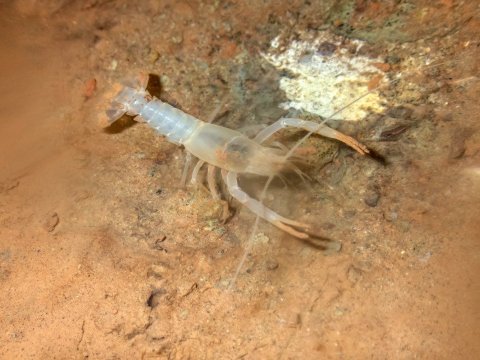 Redescubren un pequeño y raro cangrejo de río que se creía extinto