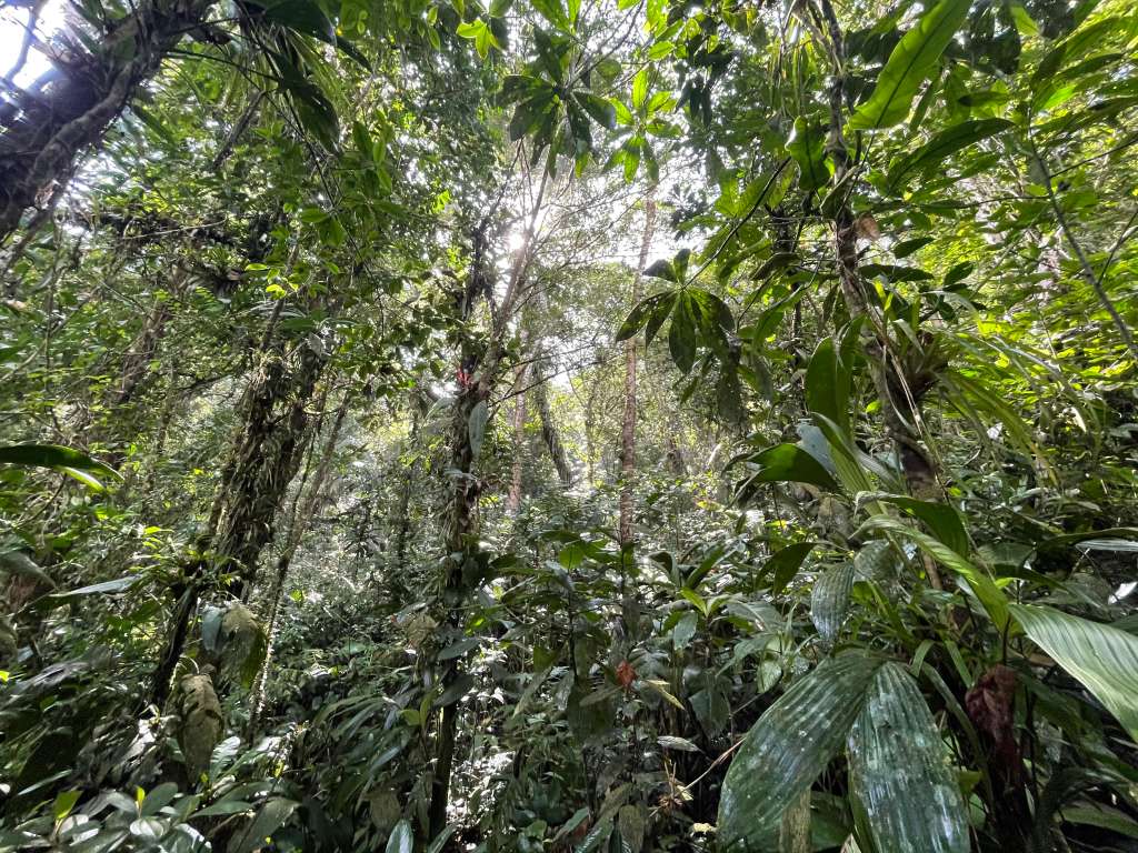 Un grupo de científicos se adentró en el cerro de Murrucú para buscar al periquito del Sinú, un ave que lleva perdida 70 años en Colombia.