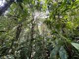 Fueron a buscar un periquito extinto en Colombia y descubrieron el primer nido de un águila