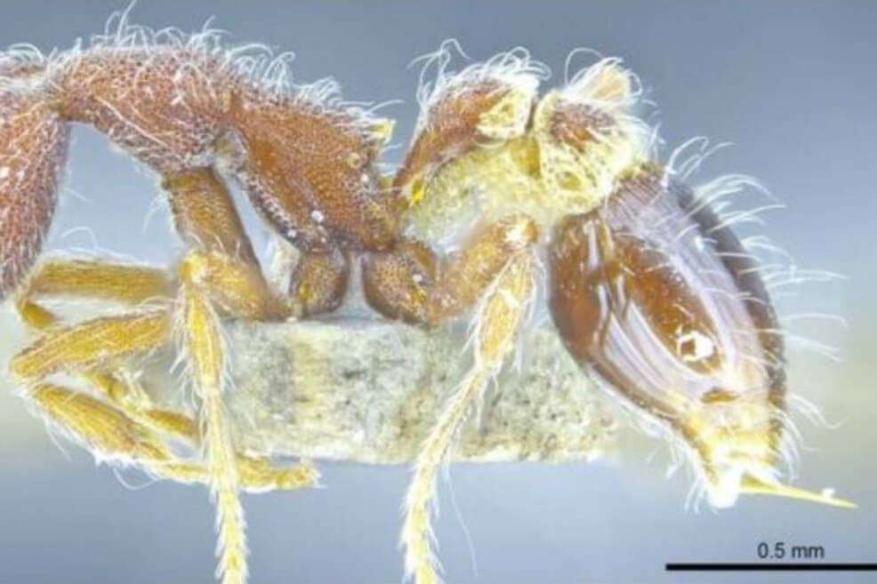 Strumigenys hirsuta es una de las nuevas especies de hormiga descubiertas en Hong Kong. / The University of Hong Kong