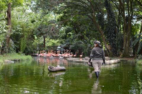 Con sonidos de tambores, Parque de la Conservación protege fauna de la pólvora