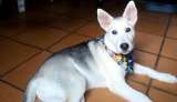 Archie, el perro que, al parecer, murió envenenado por su vecino en Villavicencio