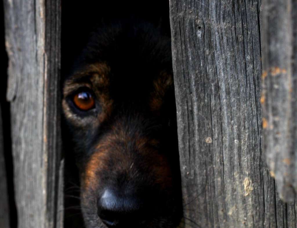 Perro observa con miedo detrás de una puerta