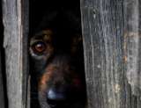 Zoofilia o actos sexuales con animales: tipo de maltrato que no se puede denunciar