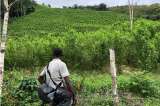 Formalizar la tierra no reduce siembra de cultivos de coca, según académicos