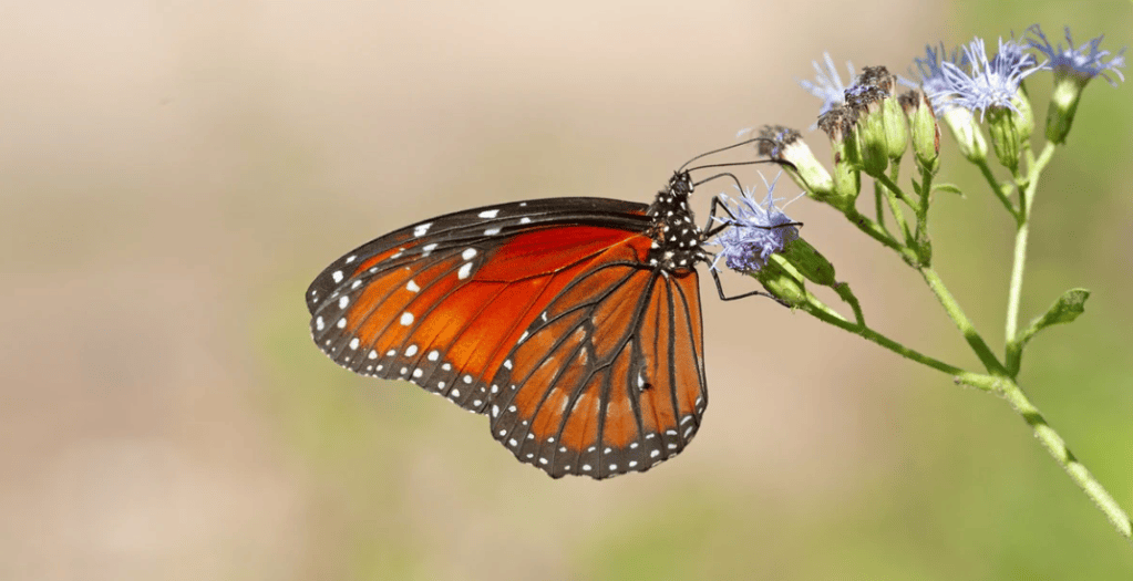 La población de mariposas soldado ha disminuido un 91 % en los Estados Unidos continentales durante las últimas dos décadas.