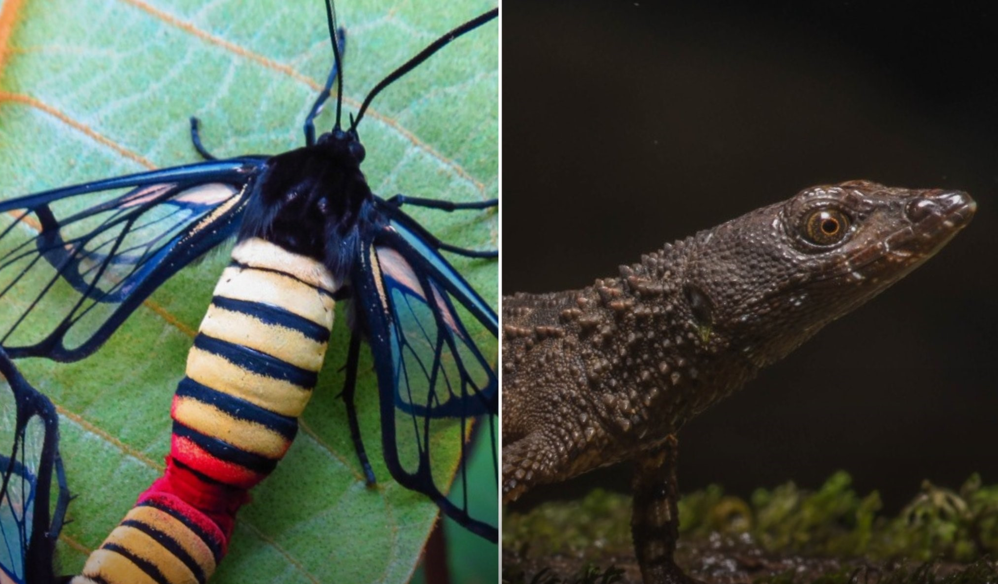 Los científicos nombraron a la polilla-avispa Tigridania magdalenae, mientras que al lagarto espinoso semiacuático lo llamaron Echinosaura embera.