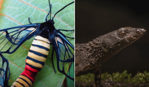 Descubren la polilla-avispa más grande del país y un lagarto espinoso semiacuático