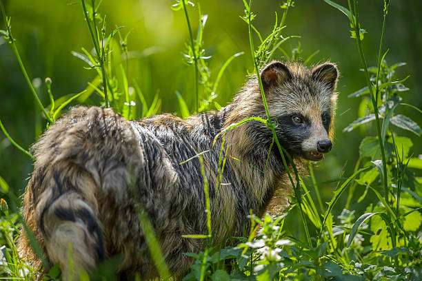 Los perros mapache son un tipo de carnívoro de la familia de los zorros y lobos. Su origen está en Asia, pero se introdujo en Europa para comercializar con su piel. /Getty