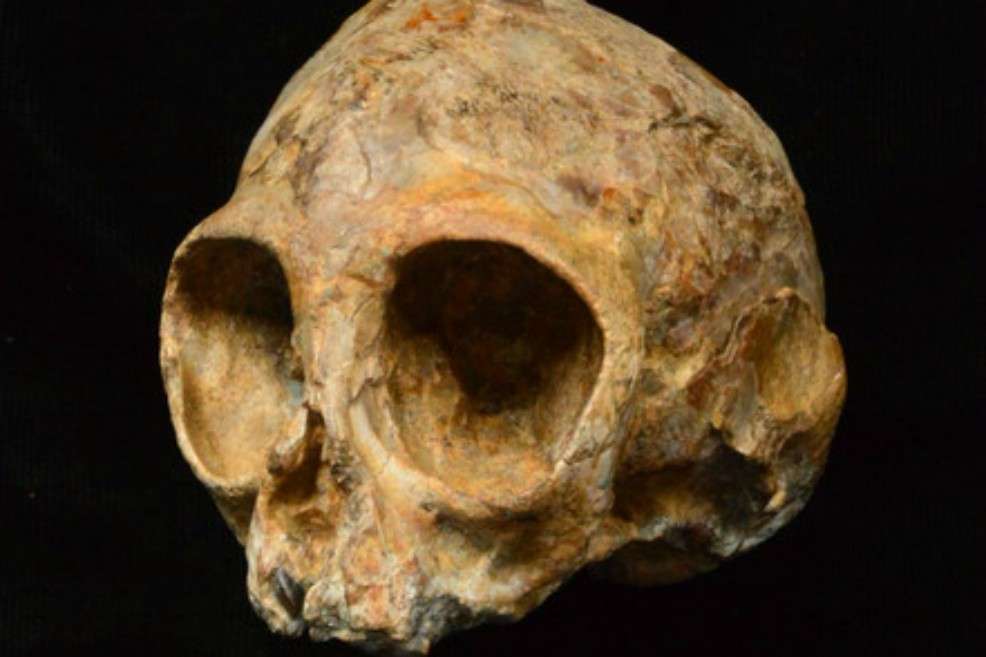El cráneo de Alesi, perteneciente a la nueva especie extinta de mono Nyanzapithecus alesi. / /Fred Spoor