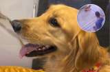 Hombre arrojó a un golden retriever por las escaleras: autoridades investigan